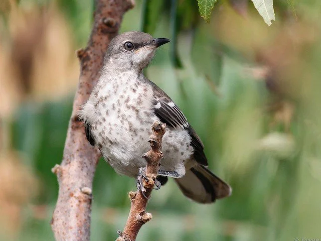 Juvenile