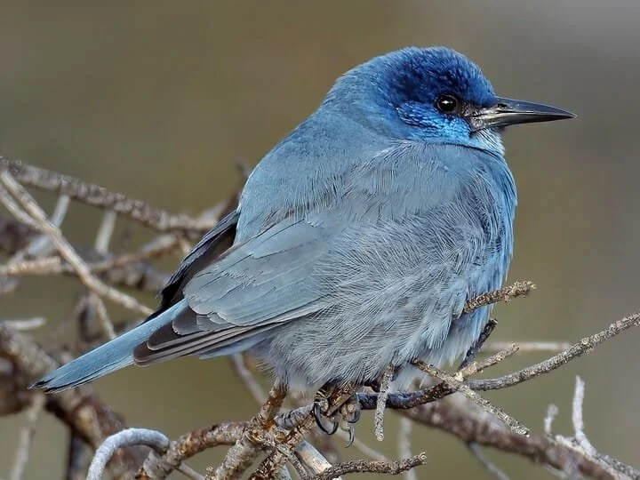 pinyon_jay_1.jpg