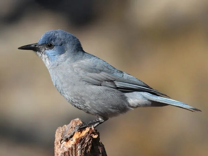 pinyon_jay_2.jpg