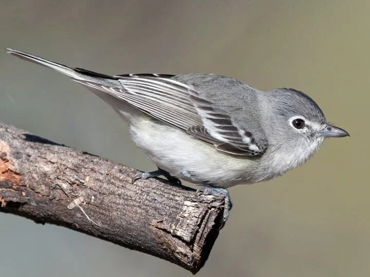 plum_vireo_1.jpg