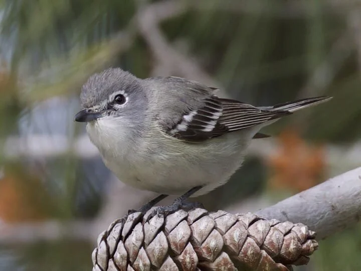 plum_vireo_2.jpg