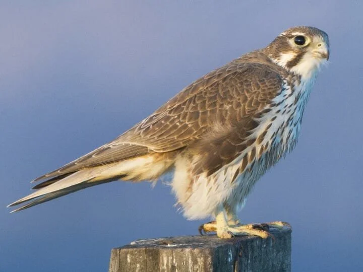 prairie_falcon_1.jpg