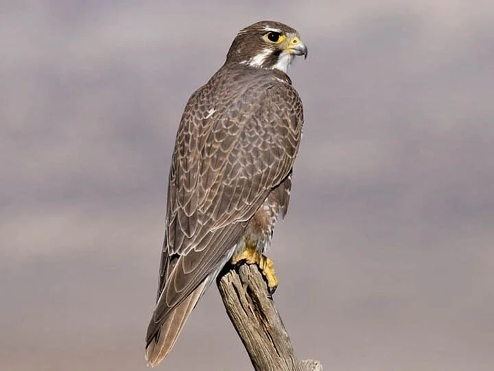prairie_falcon_2.jpg