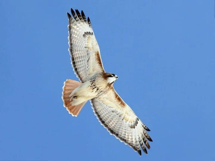 rt_hawk_1.jpg
