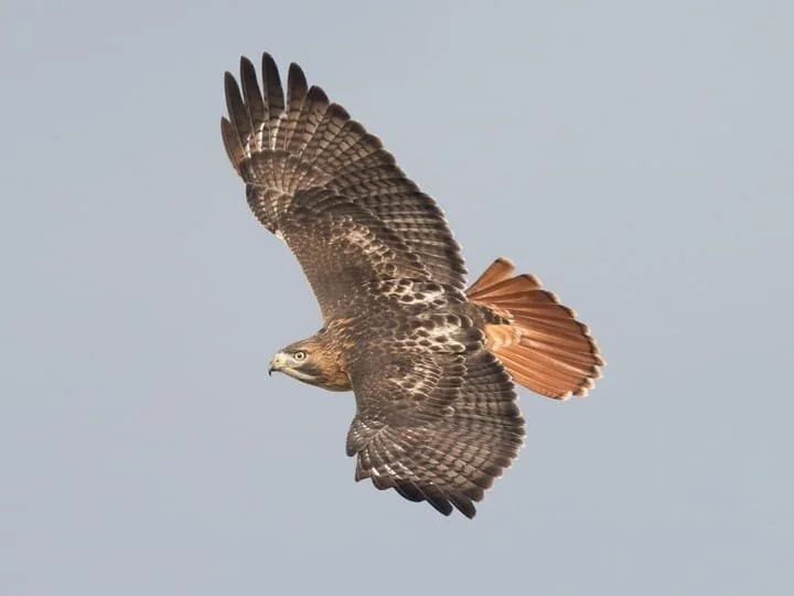 rt_hawk_2.jpg