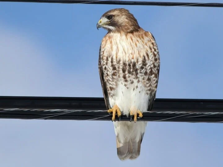 rt_hawk_3.jpg