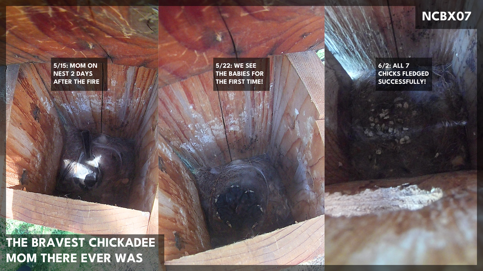 The 7 Chickadee Chicks