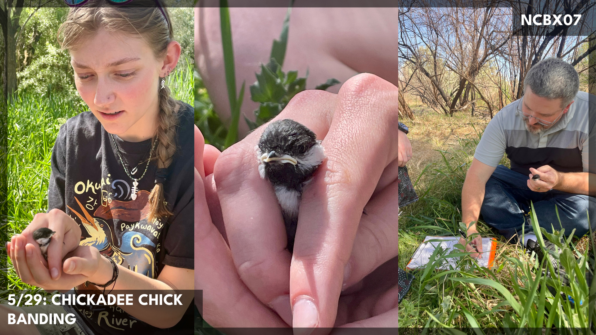 Learning - Chick Banding
