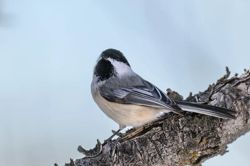  Photo: Michael Stahulak 