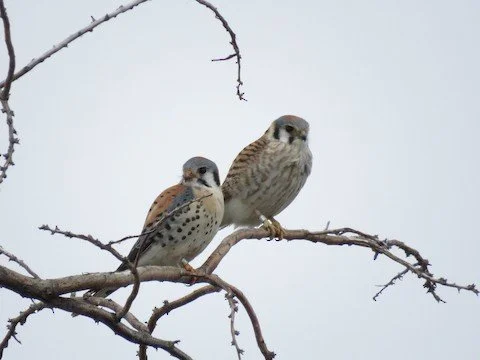  Male (Left) &amp; Female (Right)  Photo: Bryant Olsen 