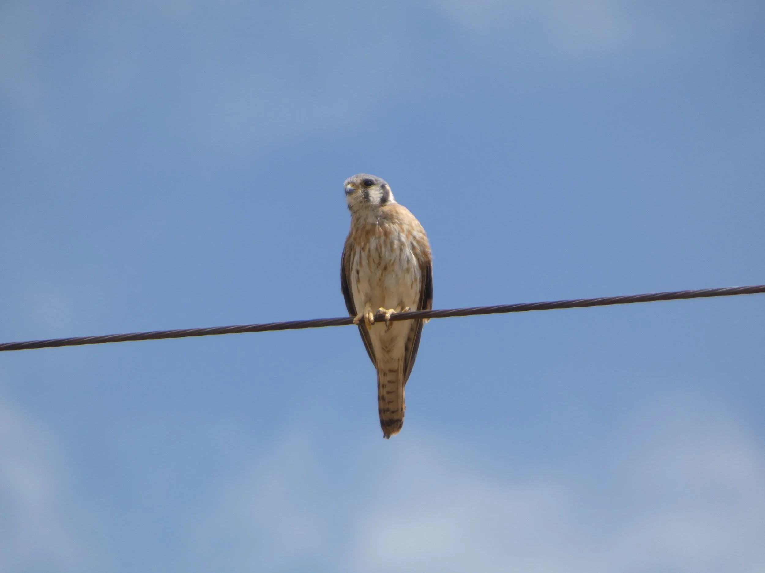  Female  Photo: Jessica John 