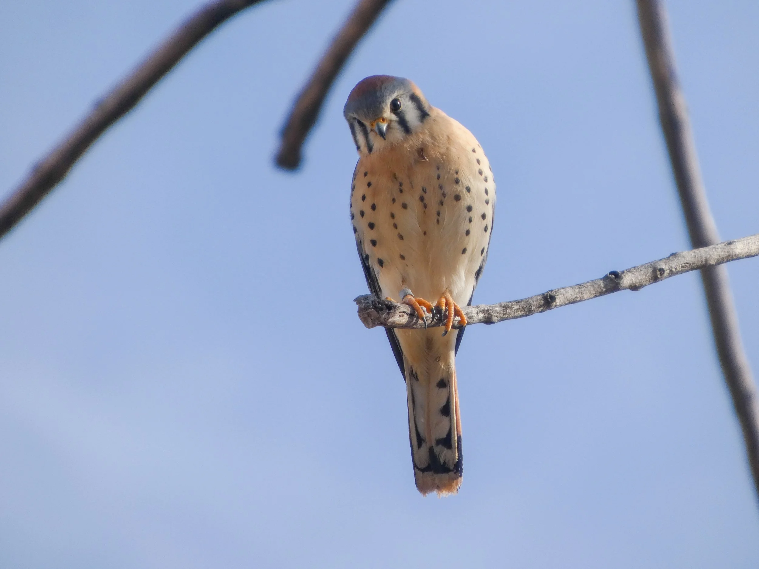  Male  Photo: Jessica John 