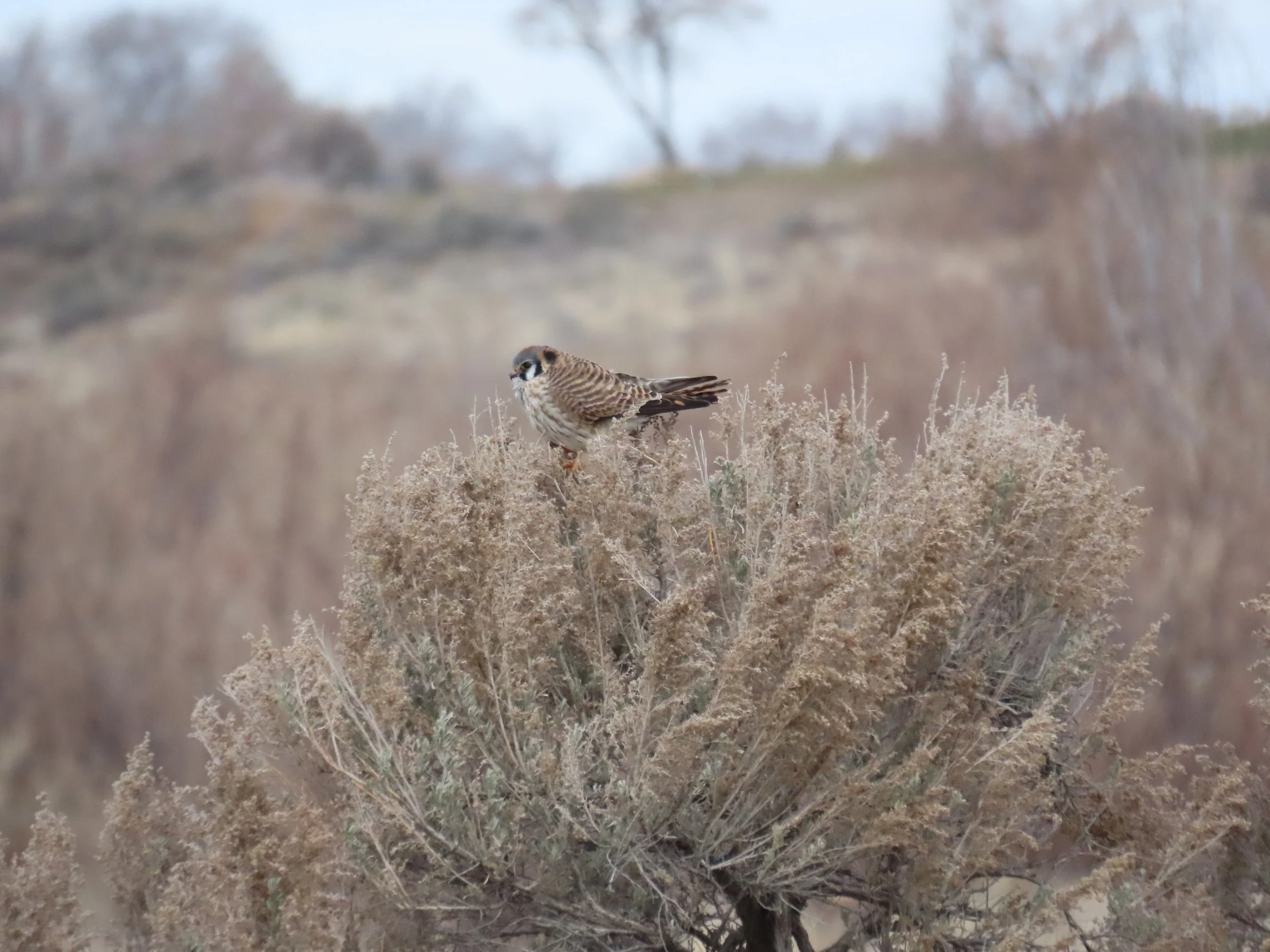  Female  Photo: Angie Trumbo 