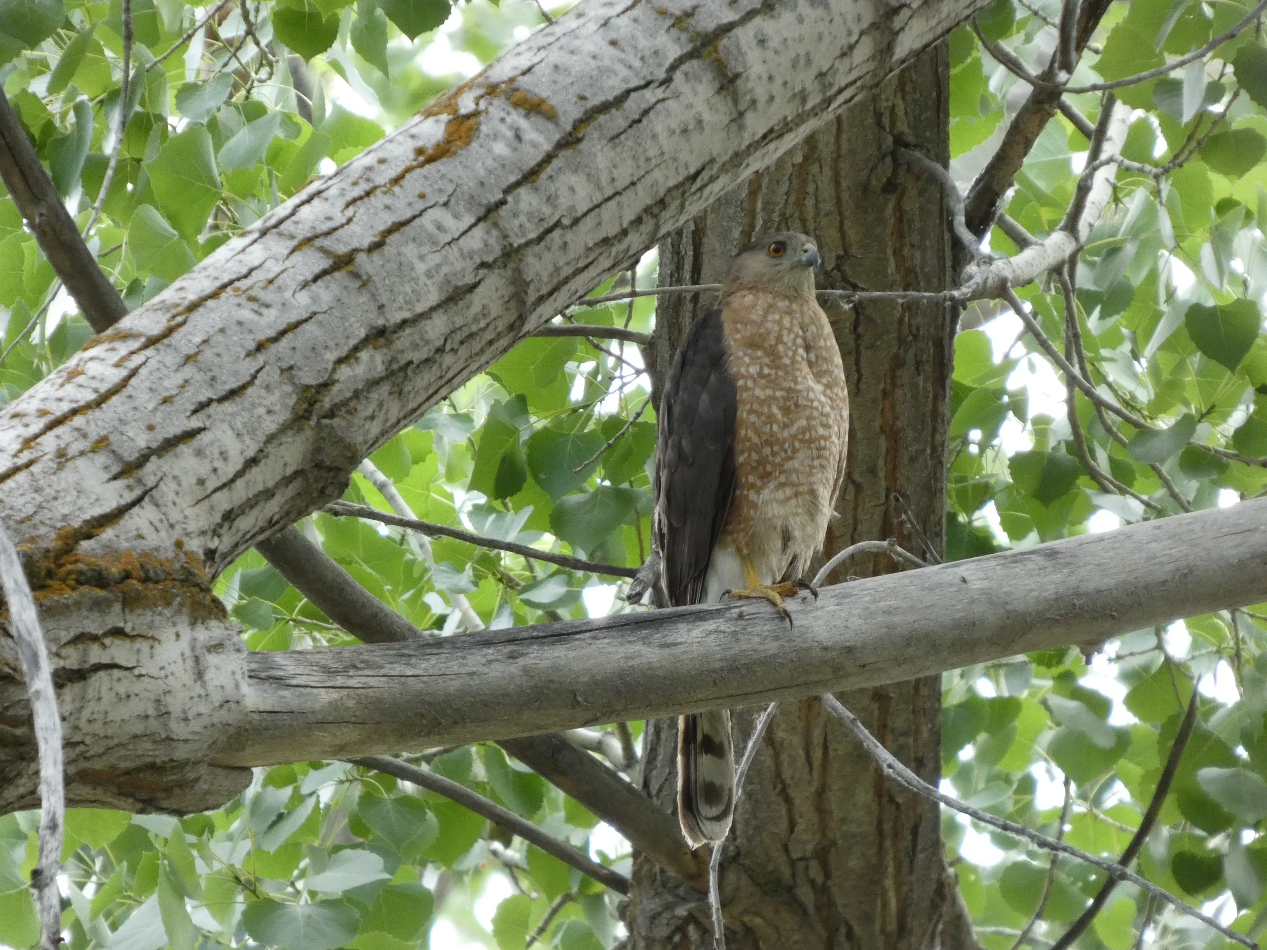  Cooper’s Hawk (COHA)  Buffy, streaked breast with a red eye. Nests in the woods near several of our nest boxes.   Agile and quick, which allows COHA to hunt songbirds with ease.  