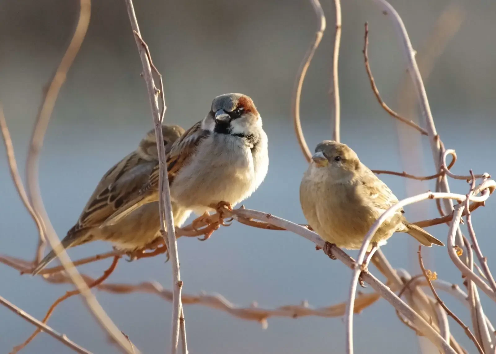  House Sparrow (HOSP)  Plump brown birds with plain breast. Males have a rusty cap and a black chin, females are a pale brown overall with a light eyebrow stripe.  Very common in and around NCPO. 