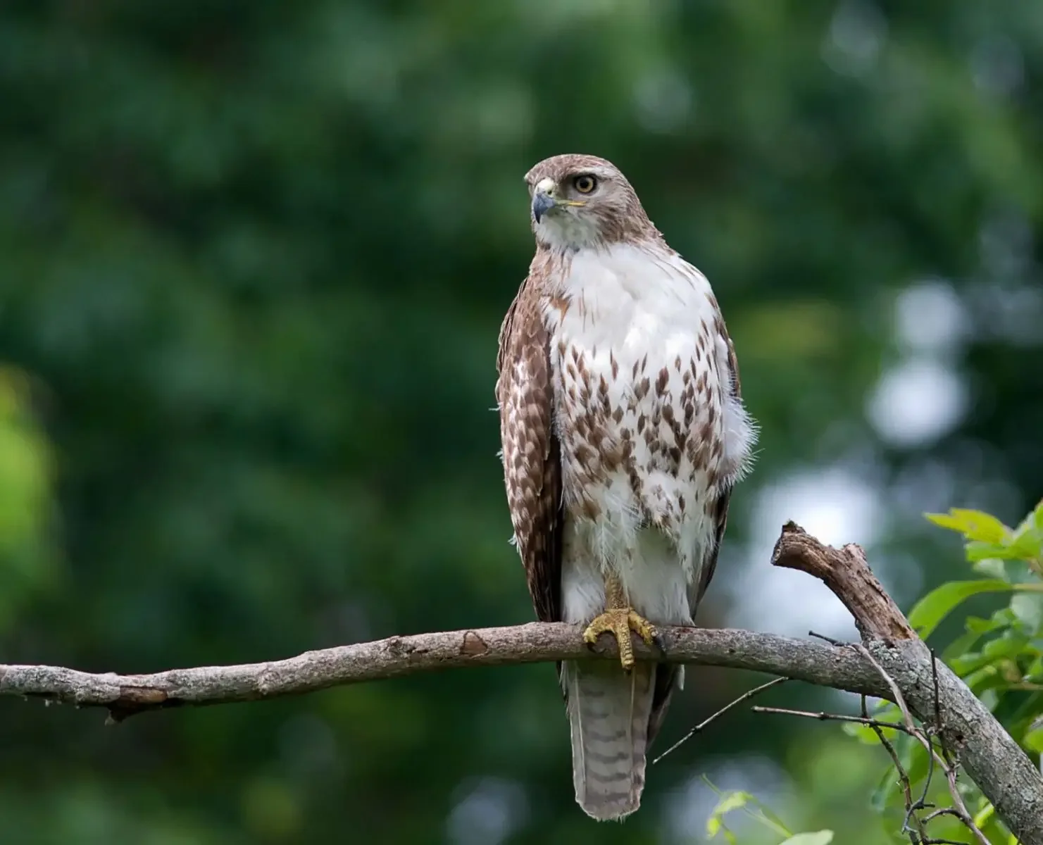  Red-tailed Hawk (RTHA)  Very large hawk. Topside of adult tails is a rusty red, often has a streaky brown belly band.  Primarily eats mammals, making it less of a threat to songbirds that Cooper’s Hawks. 