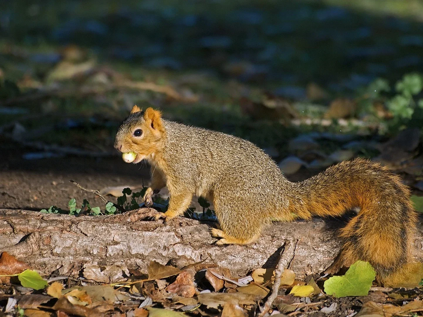  Fox Squirrel  Non-native, very large squirrel. Gray back with an orange-ish rusty belly. 