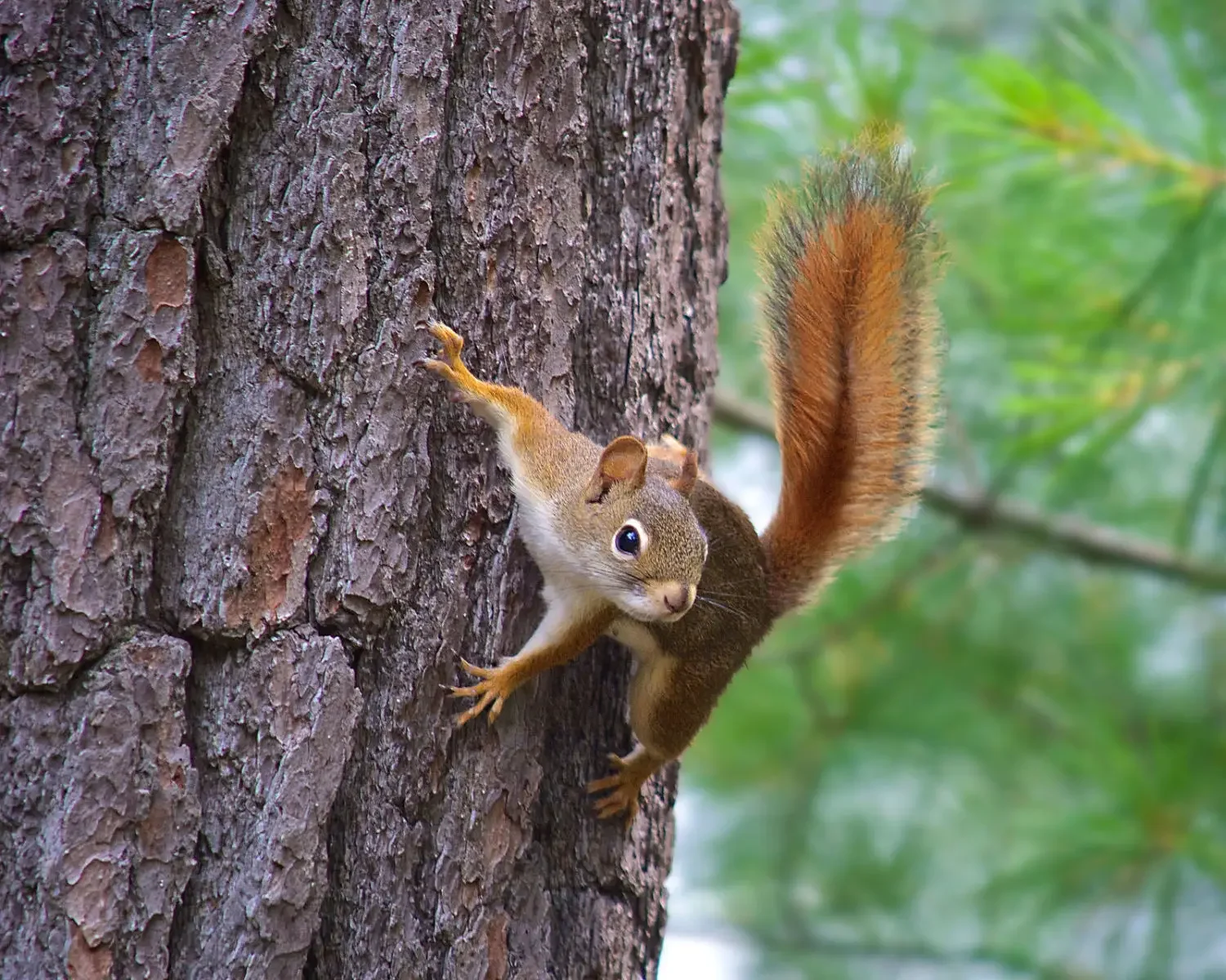  American Red Squirrel  Native, small squirrel. Red back with a white belly. Note the prominent white eye ring! 