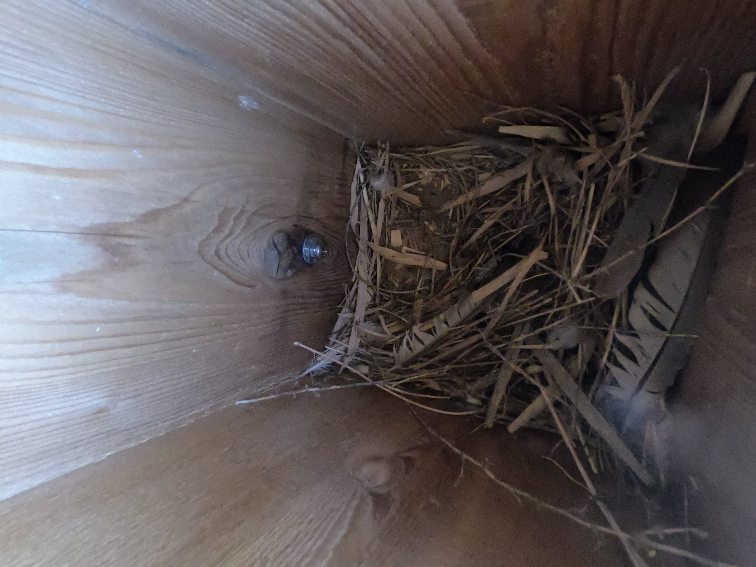 Developing European Starling Nest
