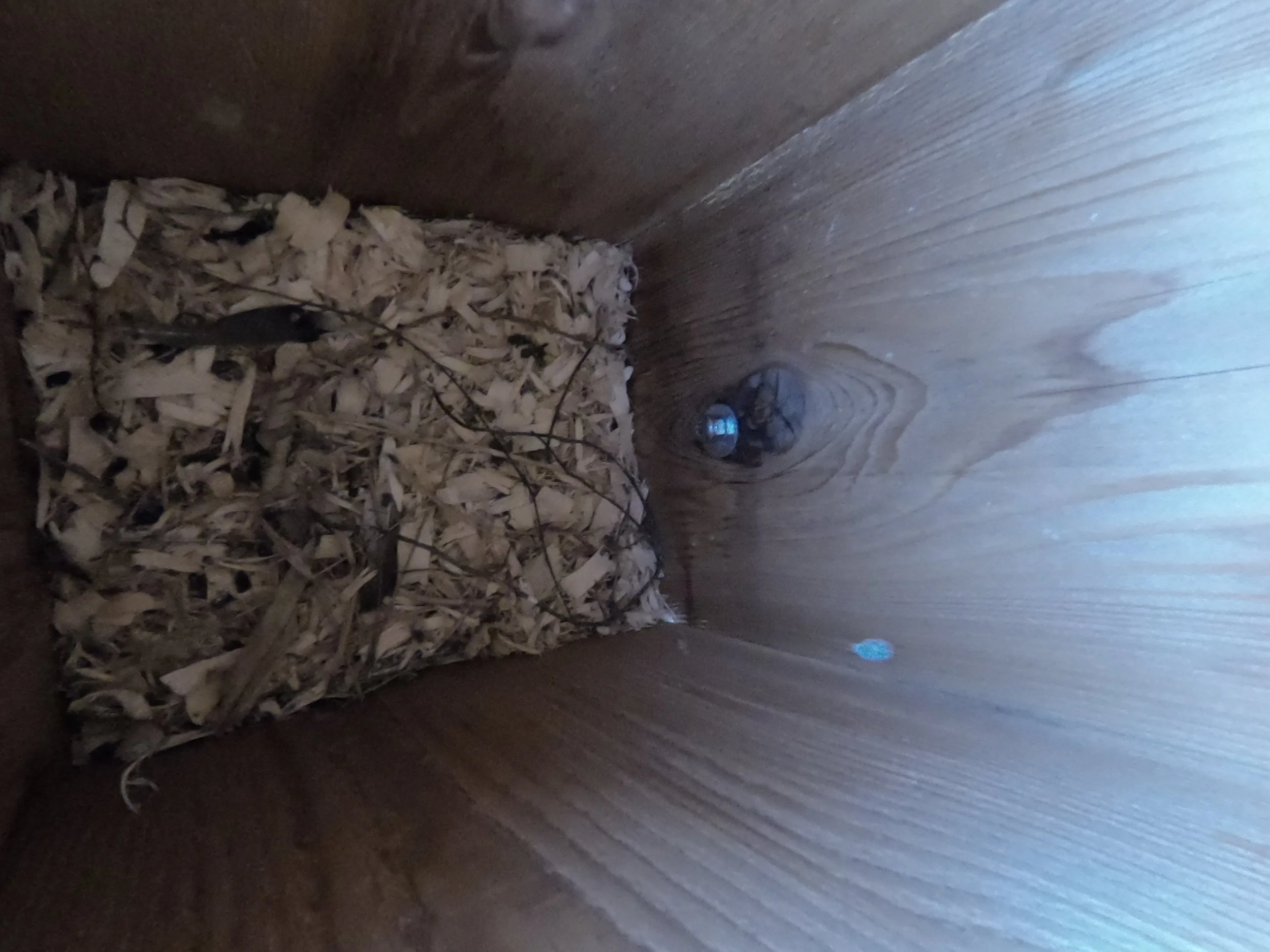 European Starling Nest