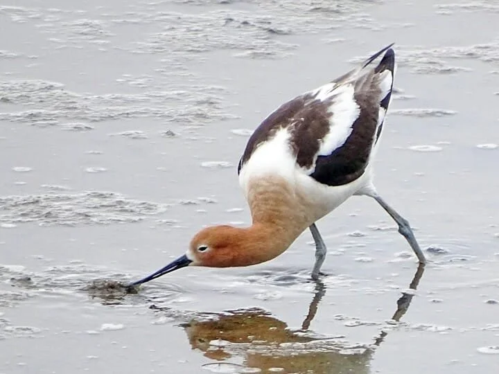Breeding Adult (Copy)