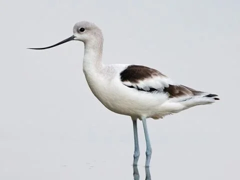 Nonbreeding Adult (Copy)