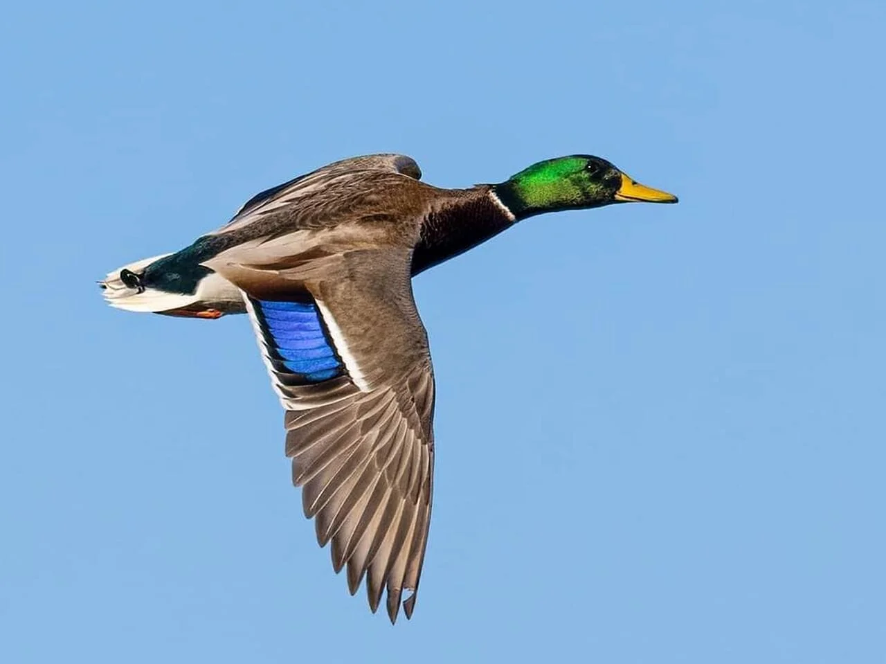 Male in Flight