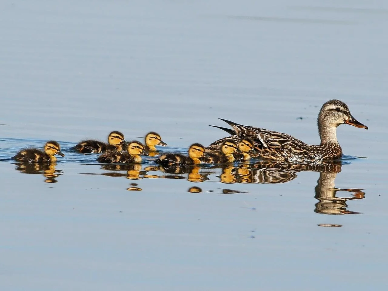 Female and Chicks