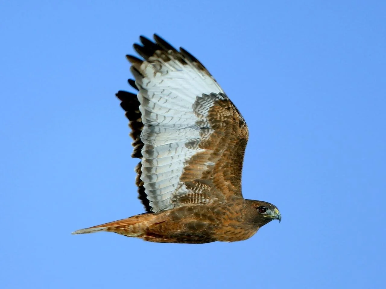 Rufous Morph