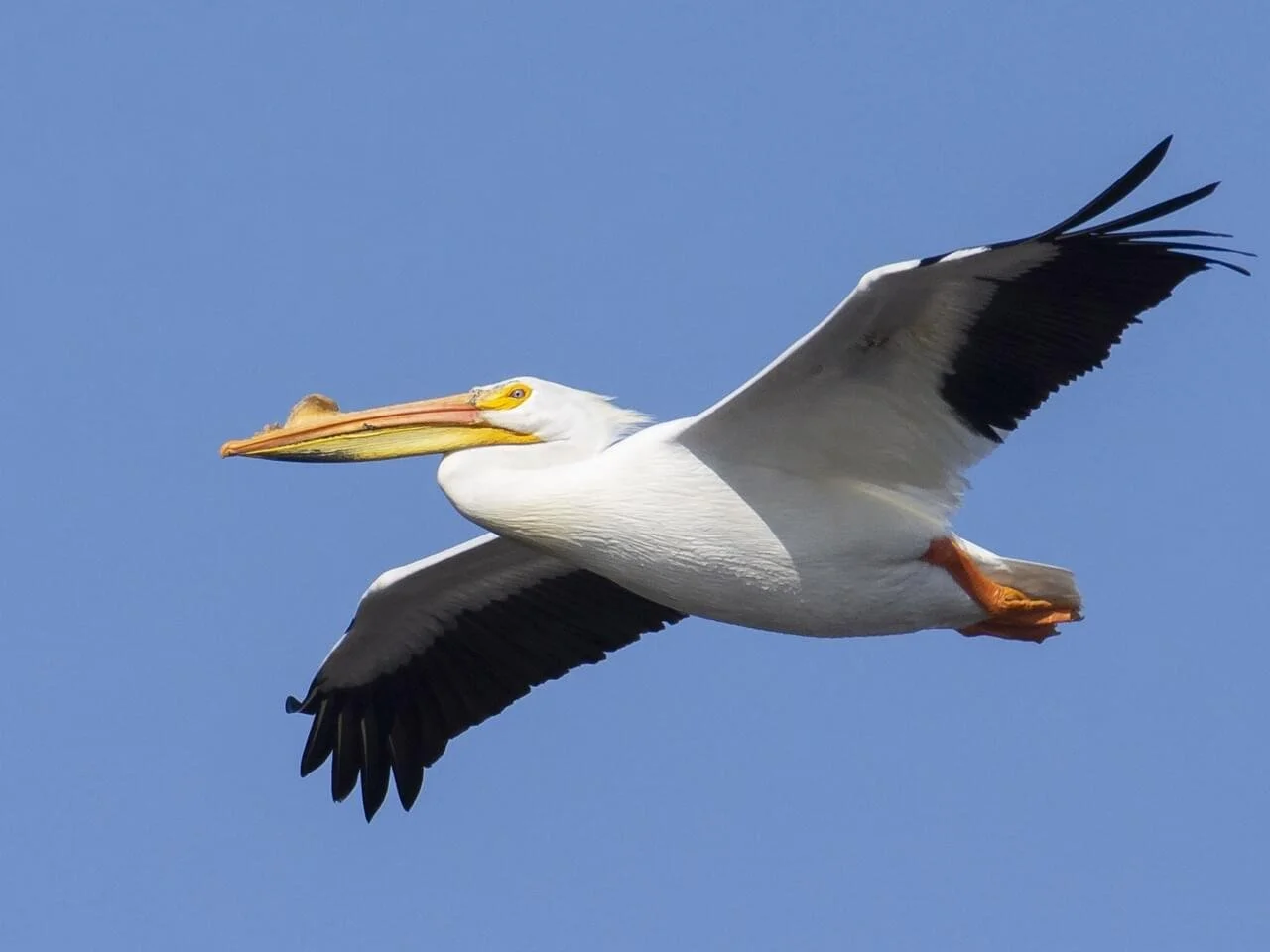 In Flight (Copy)