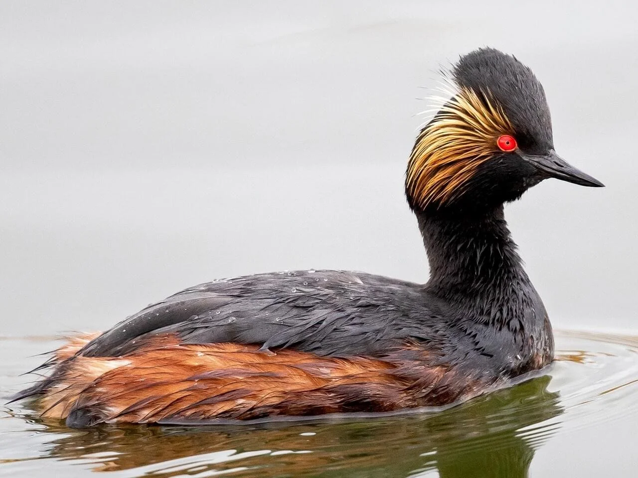 Breeding Adult (Copy)