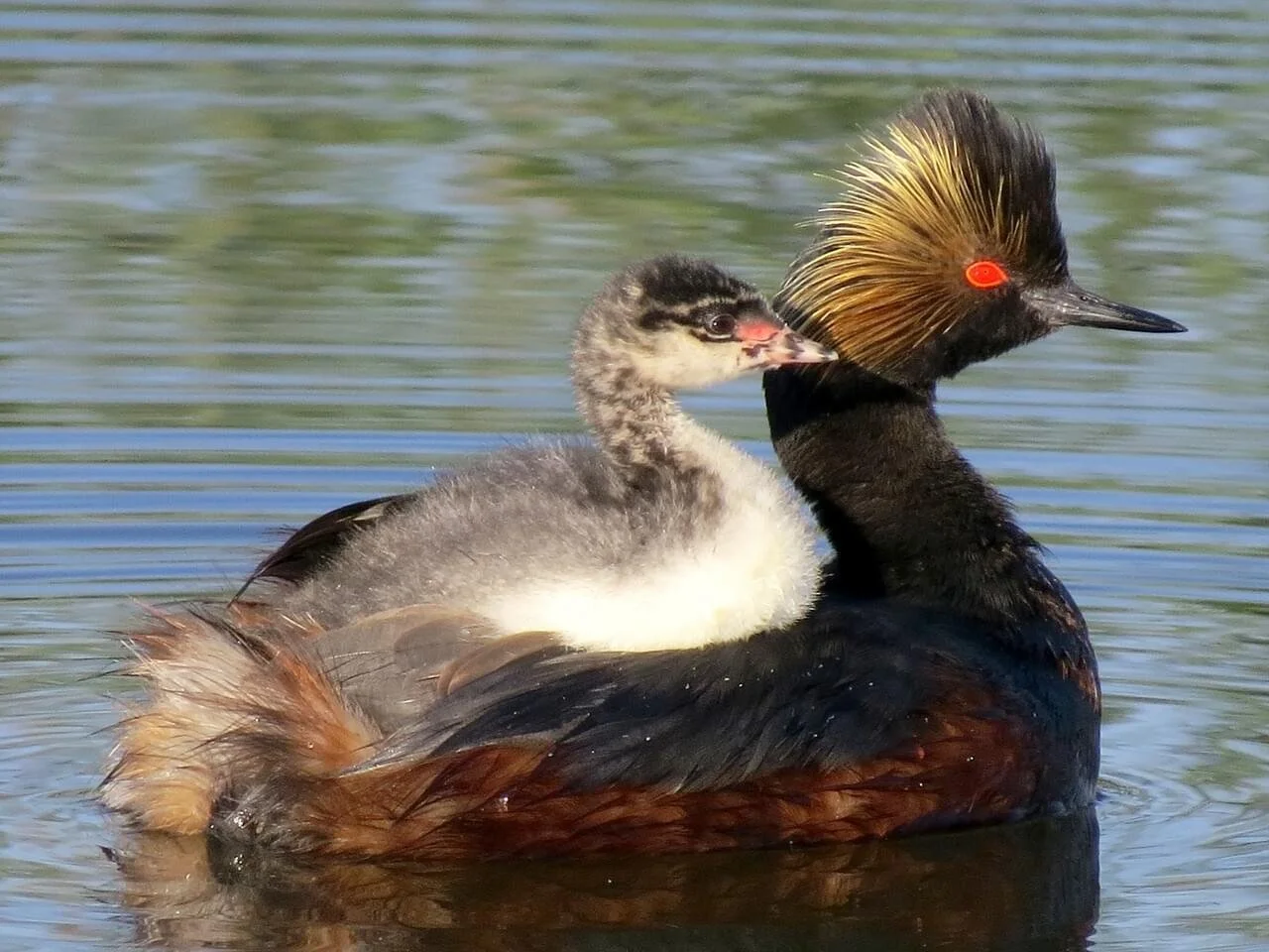 Breeding Adult and Juvenile (Copy)