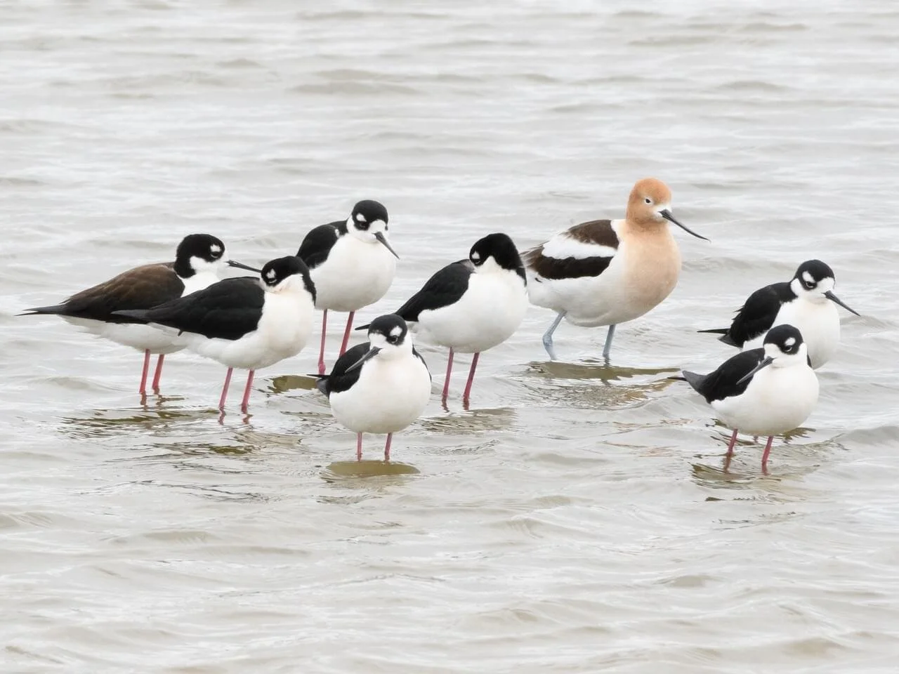 Flock with American Avocet (Copy)