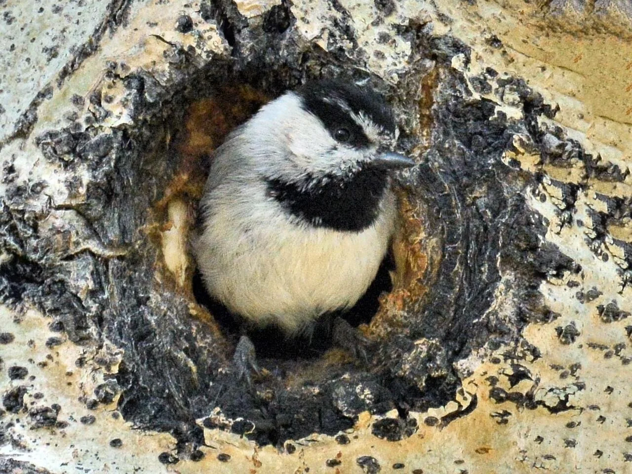 Nest Cavity (Copy)