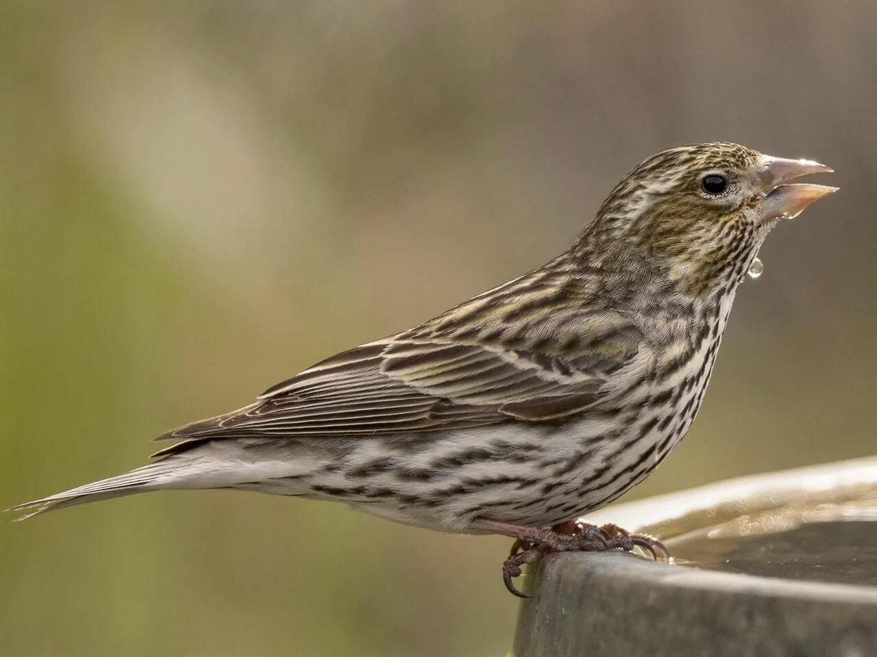 Female/Immature (Copy)