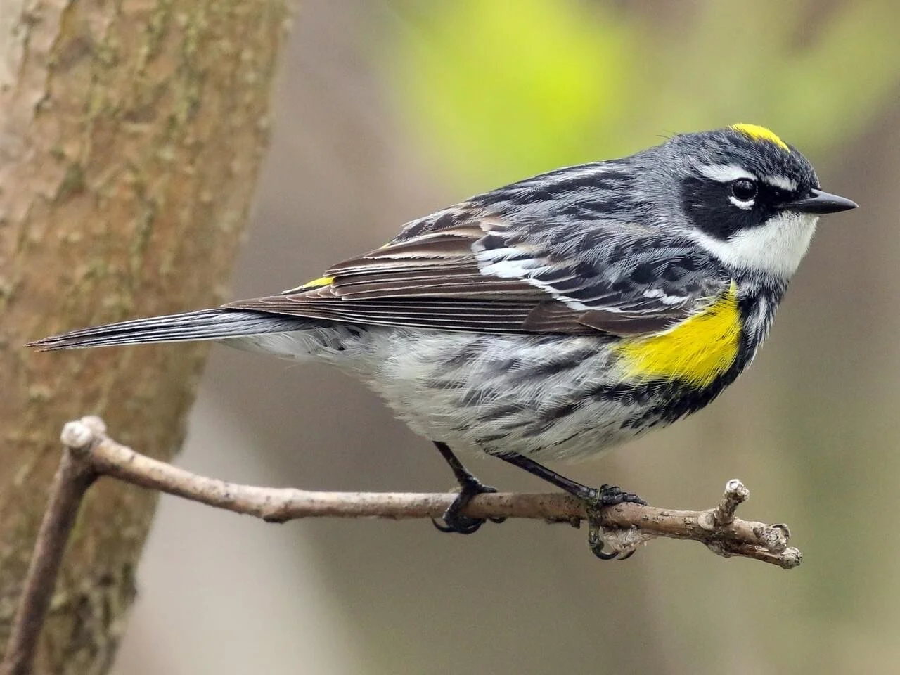 Male (Myrtle) (Copy)