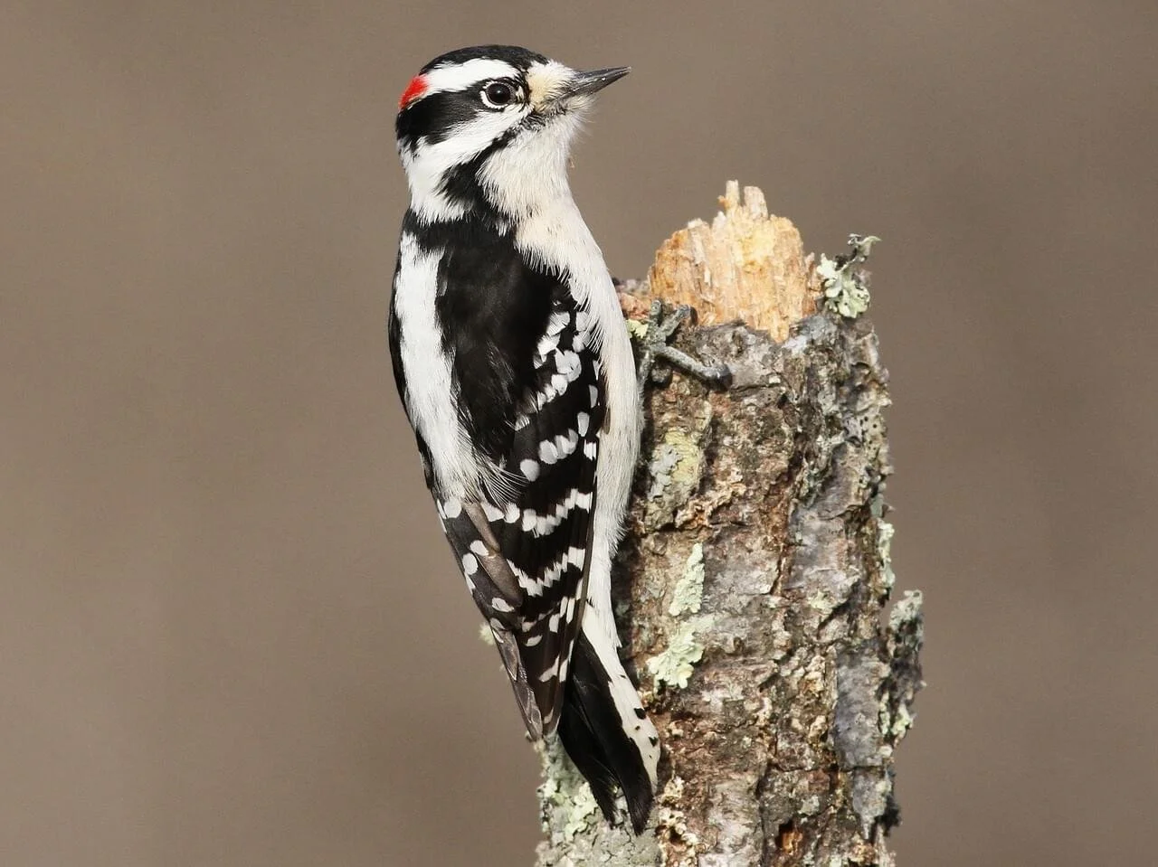 Male