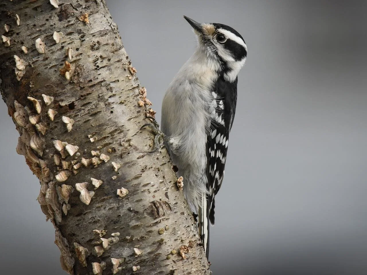 Female