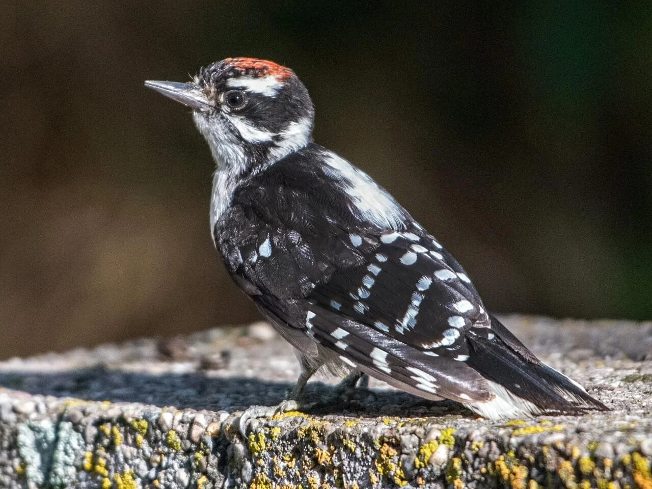 Juvenile