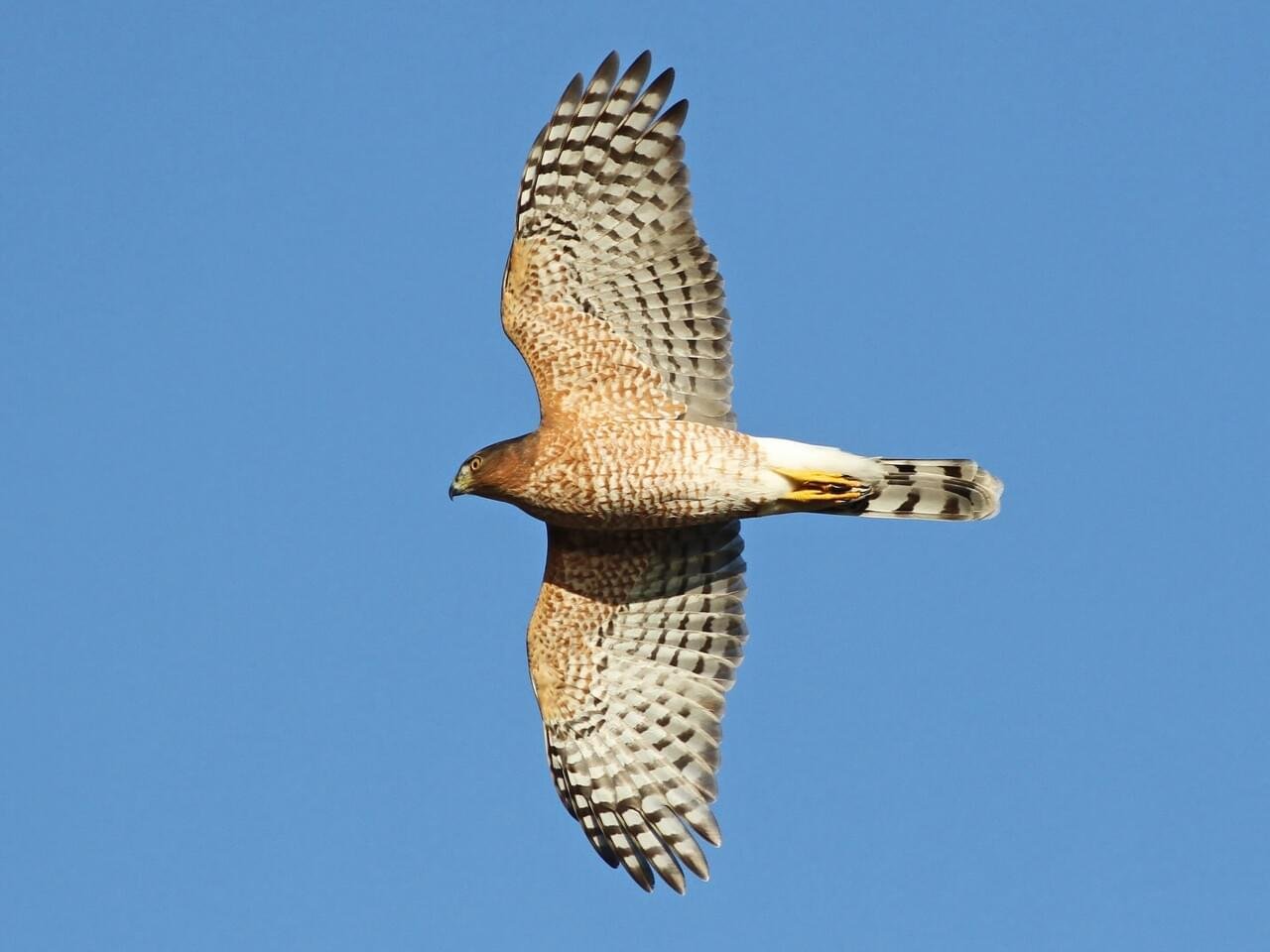 In Flight
