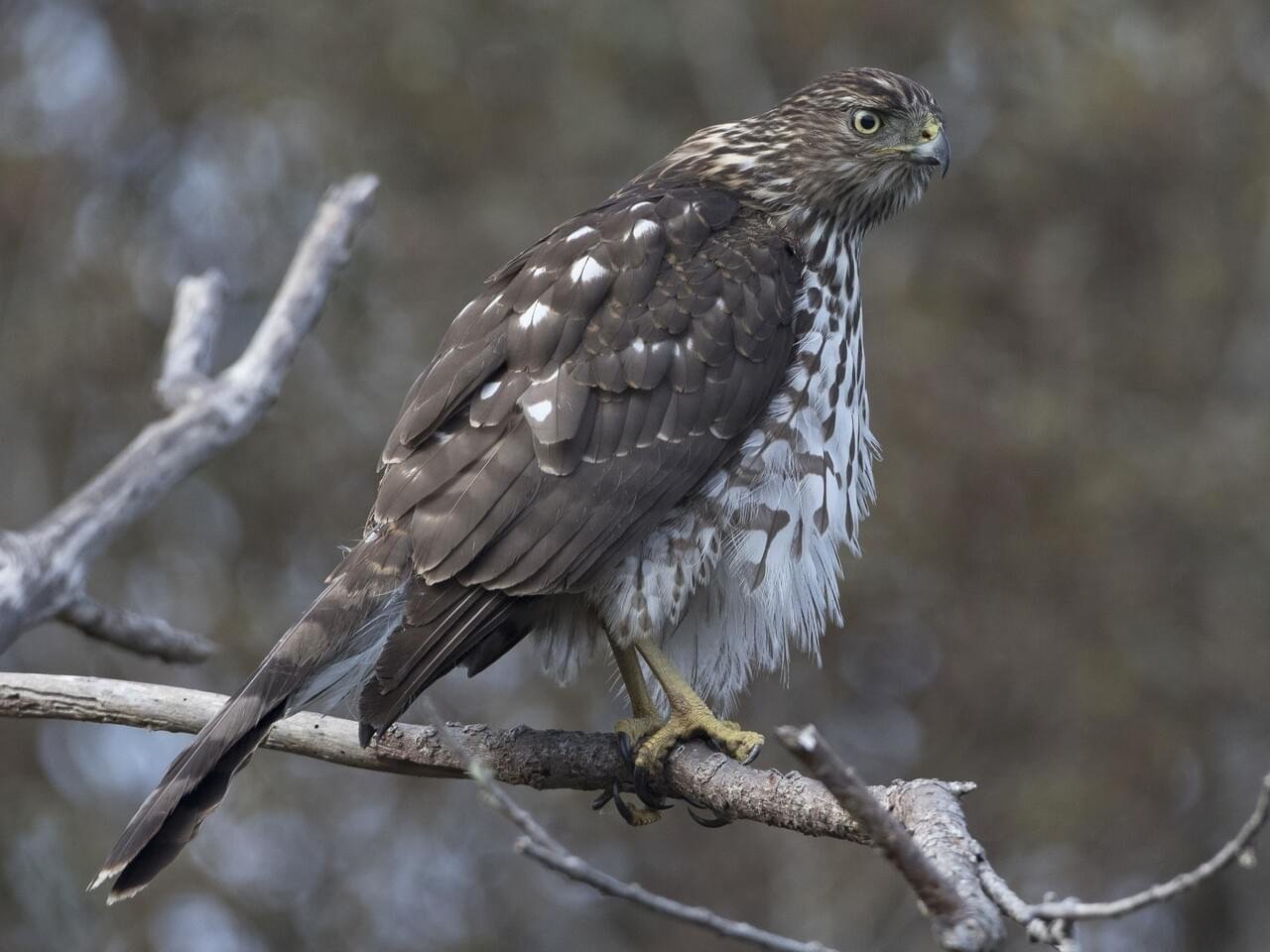 Juvenile