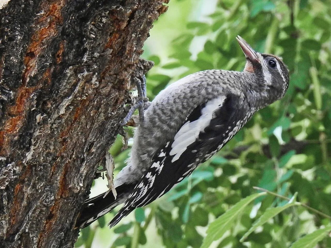 Juvenile
