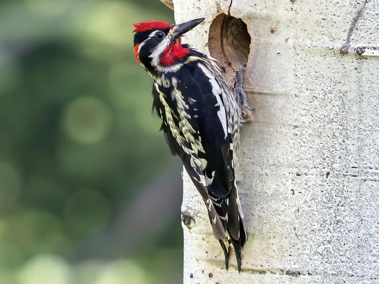 Male