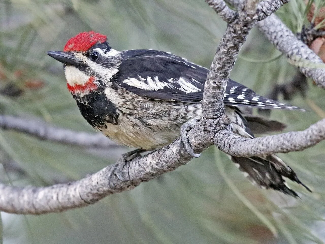 Female
