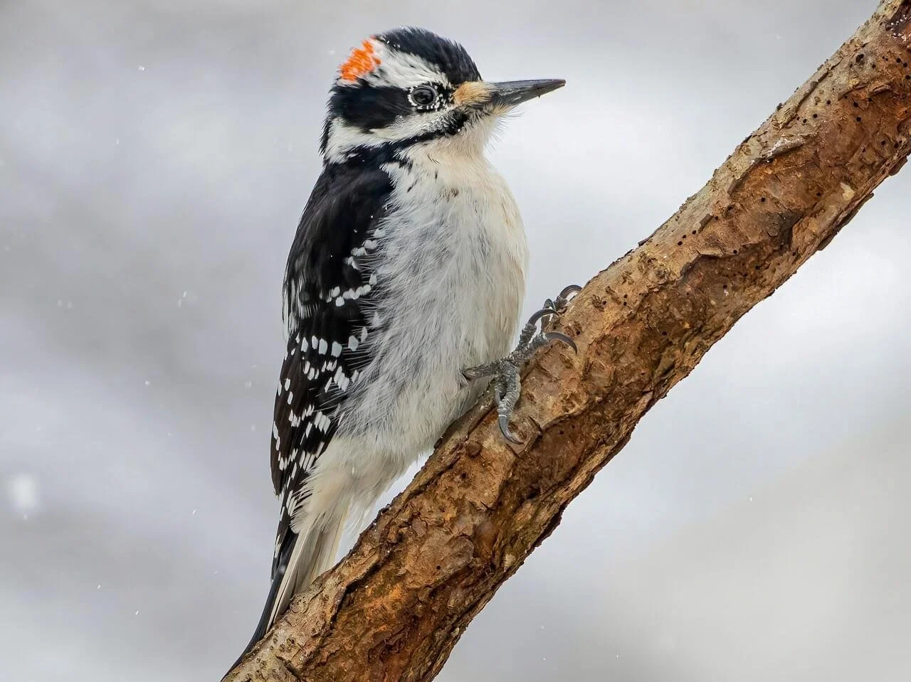 Male