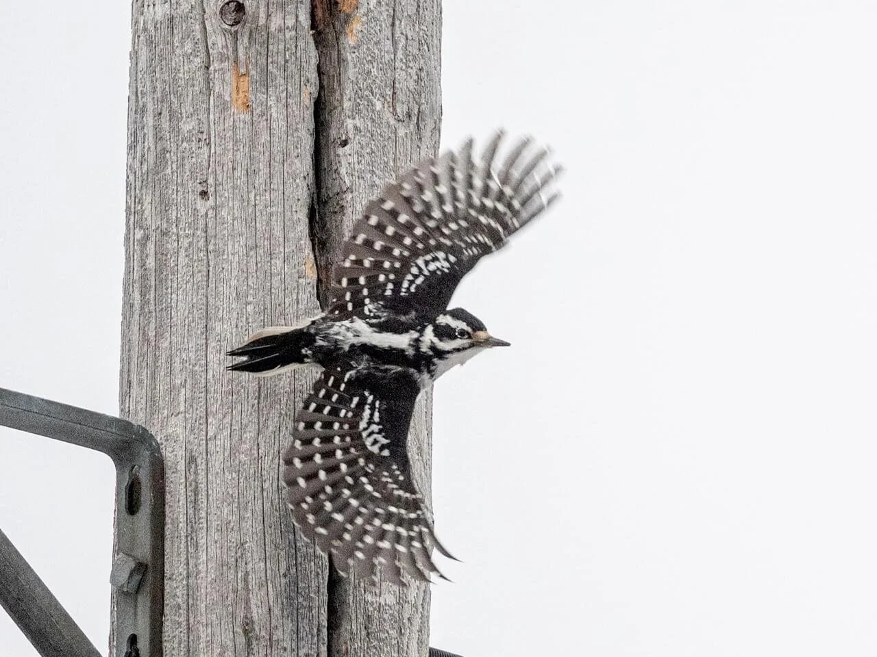 In Flight