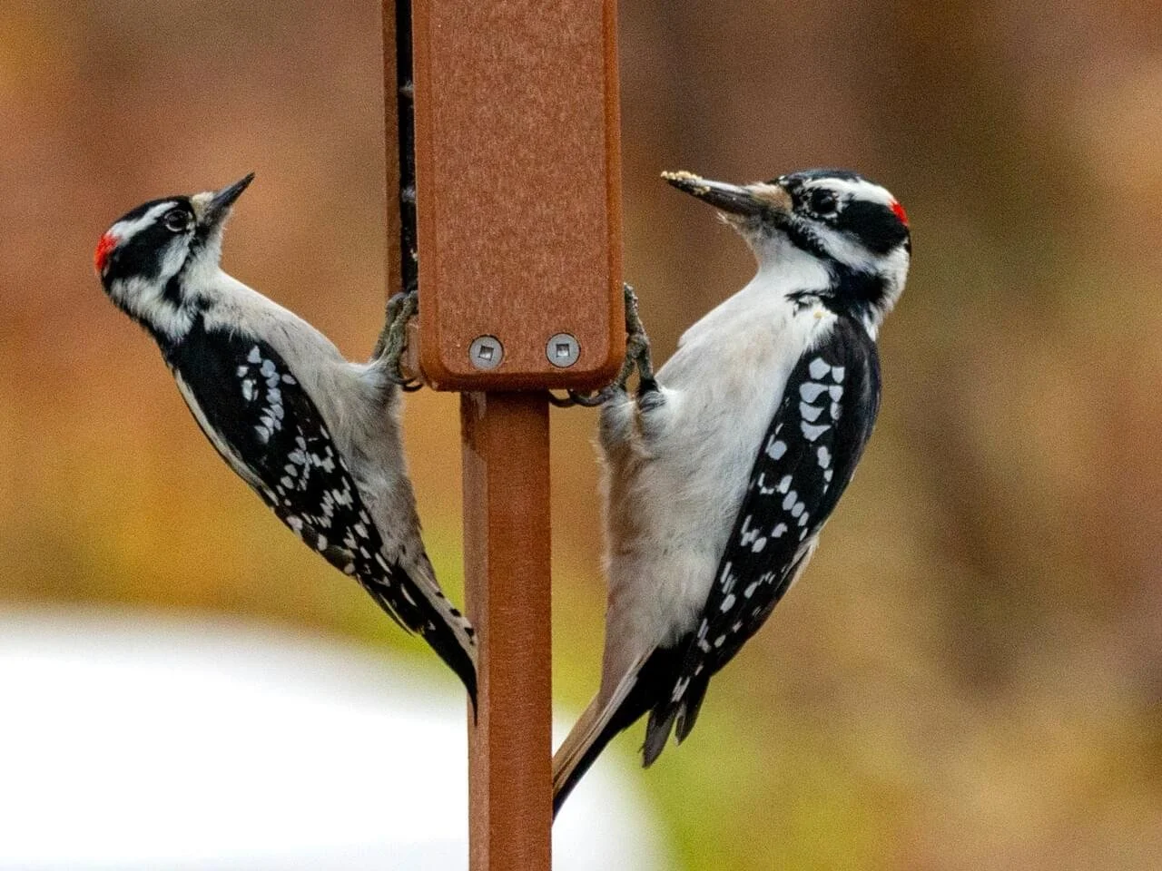 Male (with Male Downy)
