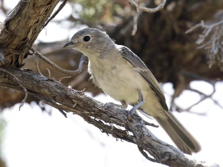 Juvenile