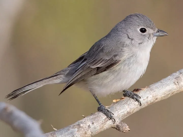 Adult