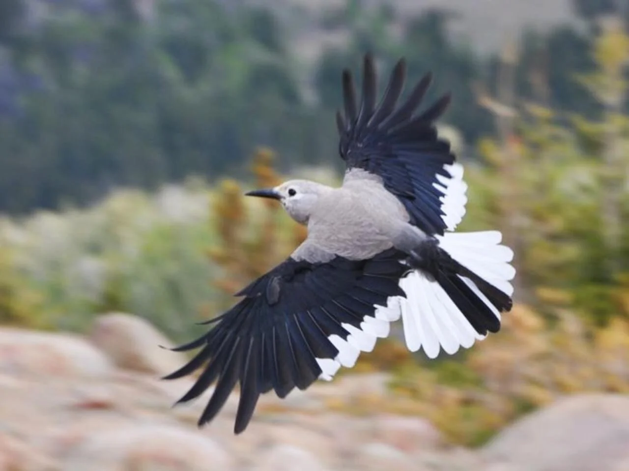 In Flight